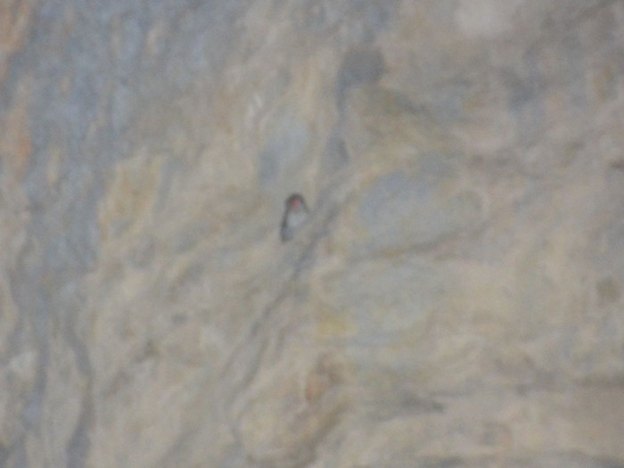 puštík ománský - ML24549941