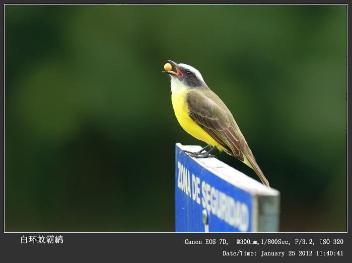White-ringed Flycatcher - Qiang Zeng