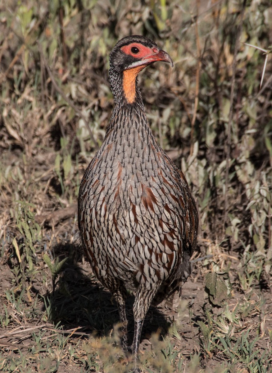 Gray-breasted Spurfowl - ML245511651