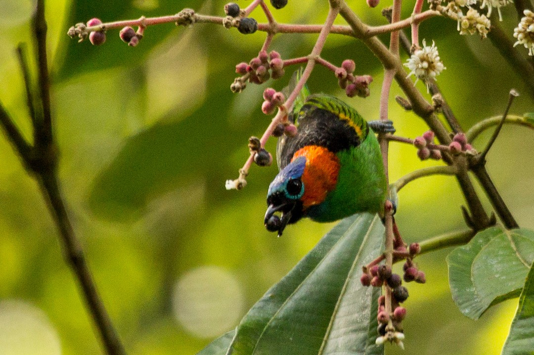 Red-necked Tanager - ML245511871
