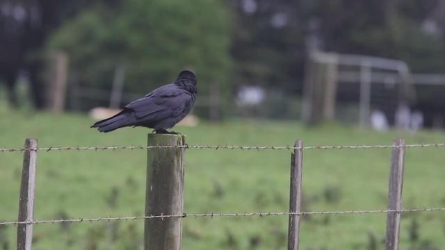 Corbeau de Tasmanie - ML245514281