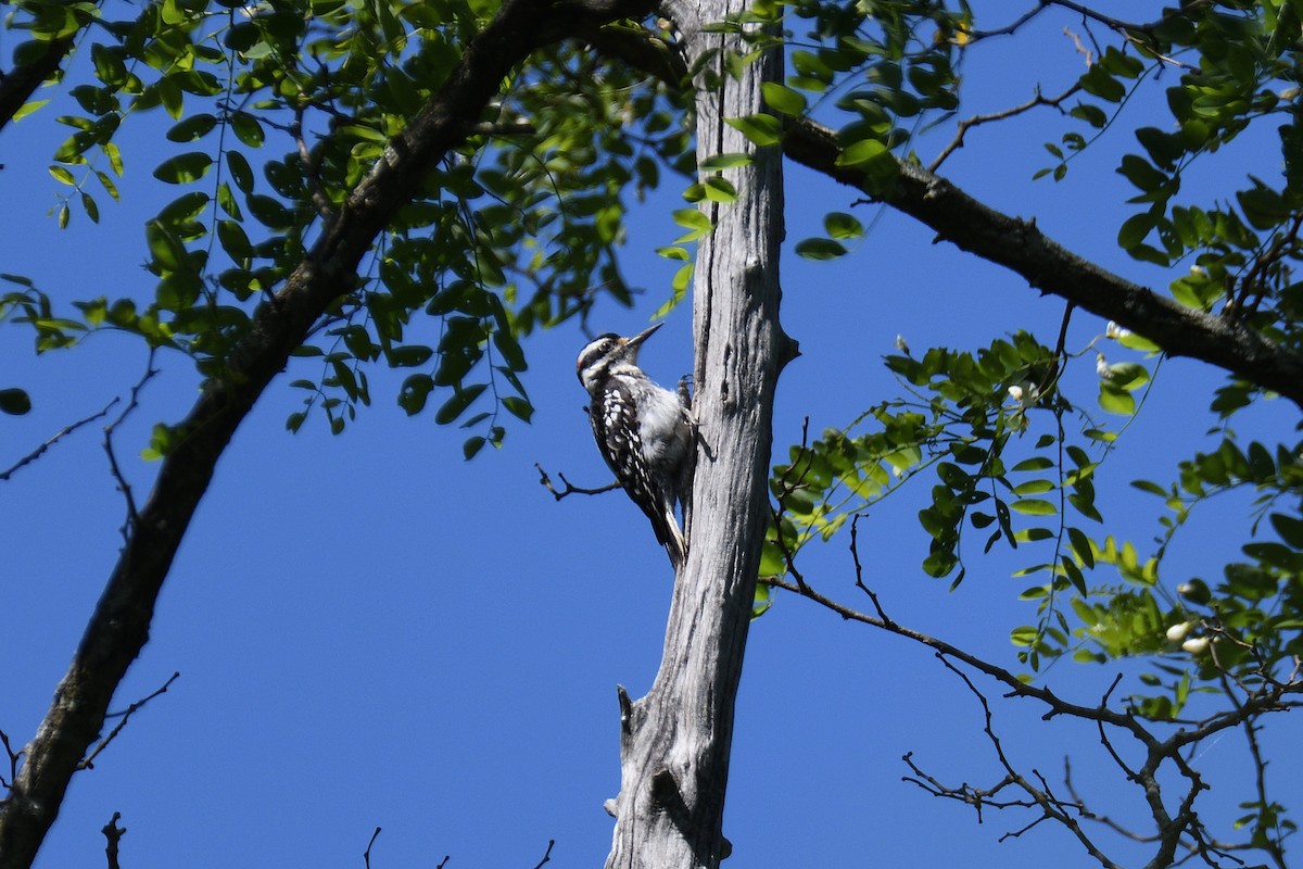 Hairy Woodpecker (Eastern) - ML245519291