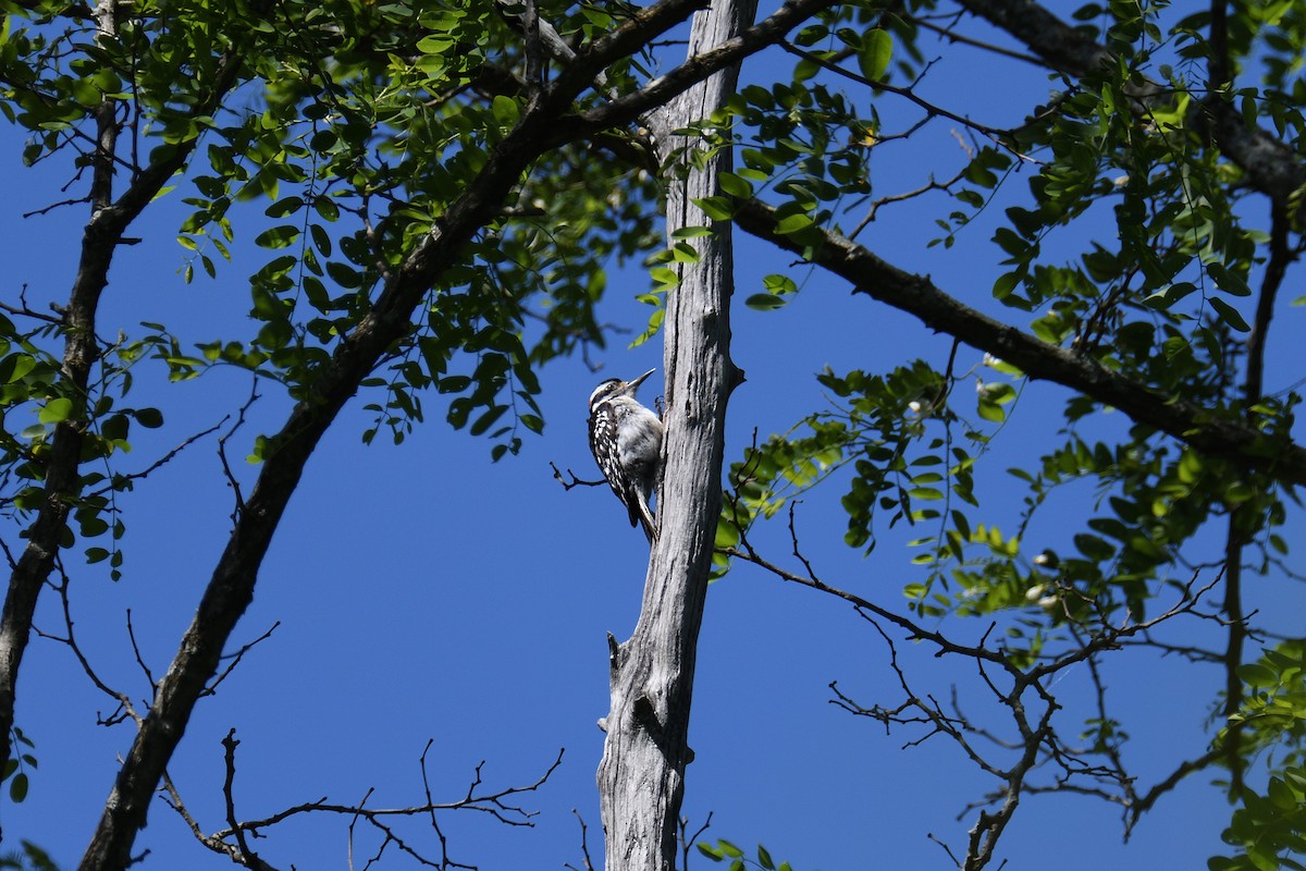 Hairy Woodpecker (Eastern) - ML245519321