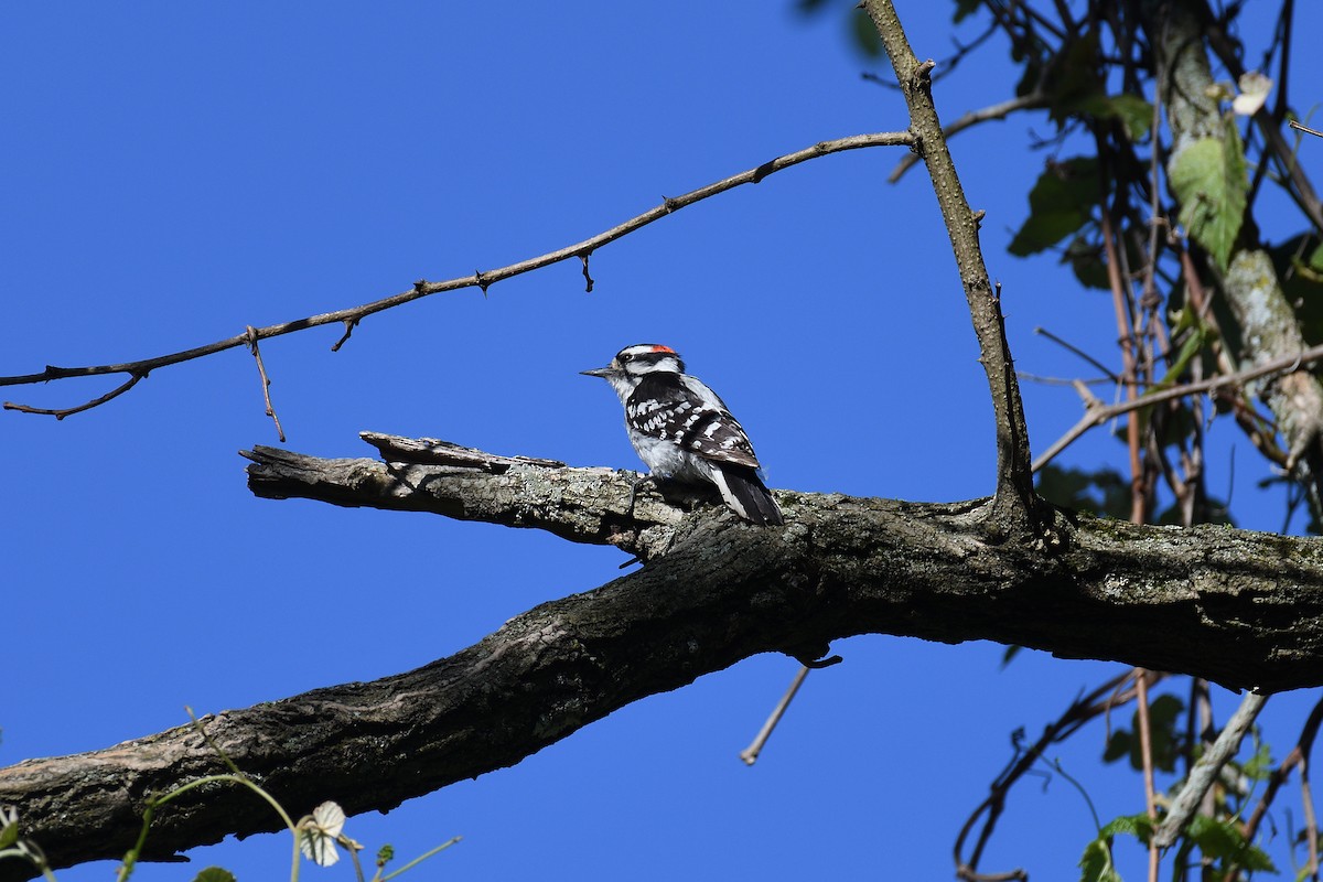 Downy Woodpecker (Eastern) - terence zahner