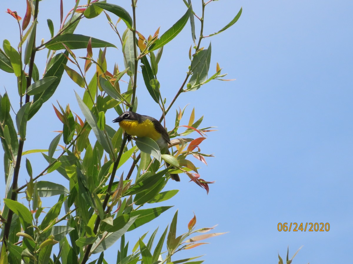 Yellow-breasted Chat - ML245523371