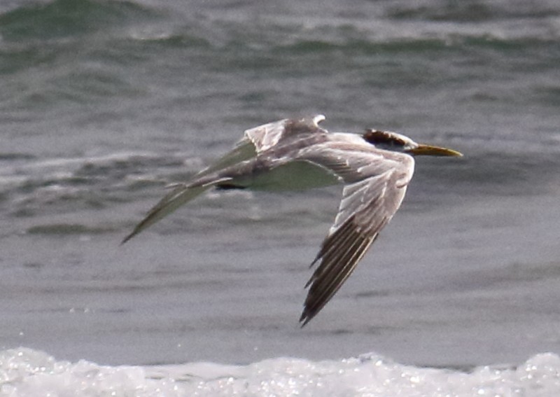 Great Crested Tern - ML245525351