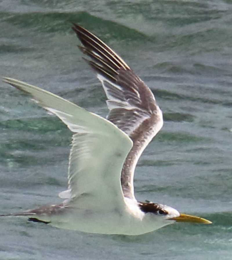 Great Crested Tern - ML245525361