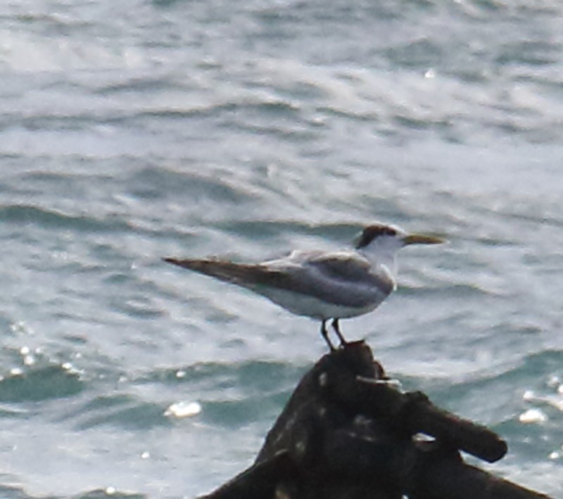 Great Crested Tern - ML245525371