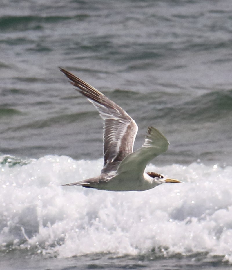 Great Crested Tern - ML245525381