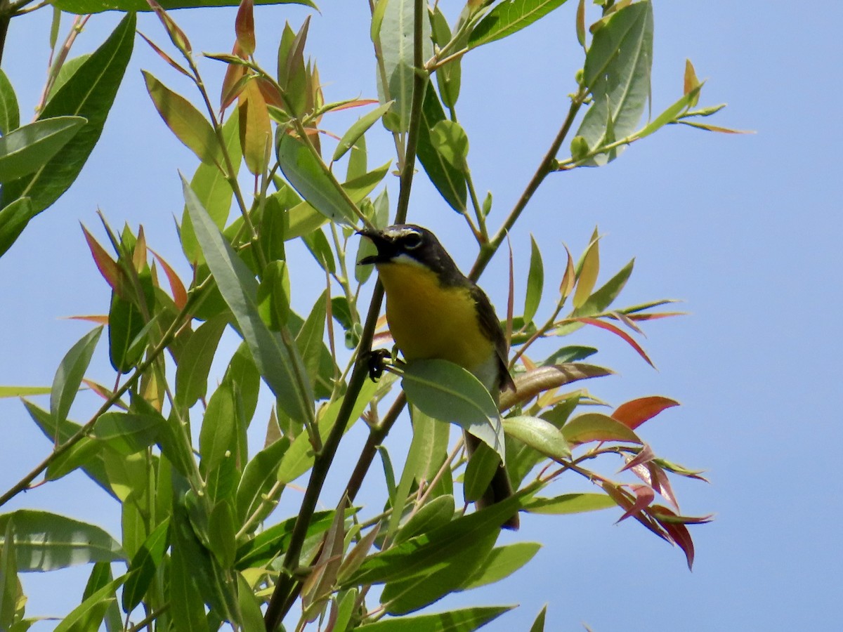 Yellow-breasted Chat - ML245526291
