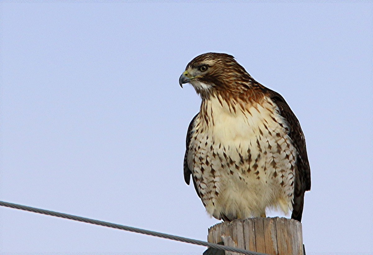 Red-tailed Hawk - ML24552691