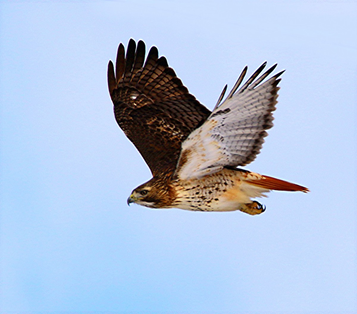 Red-tailed Hawk - ML24552751