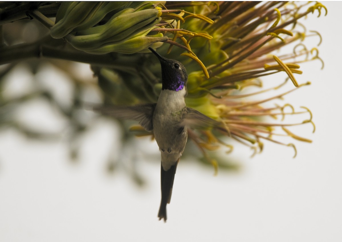 Oasis Hummingbird - Ariel Troncoso Ossandón
