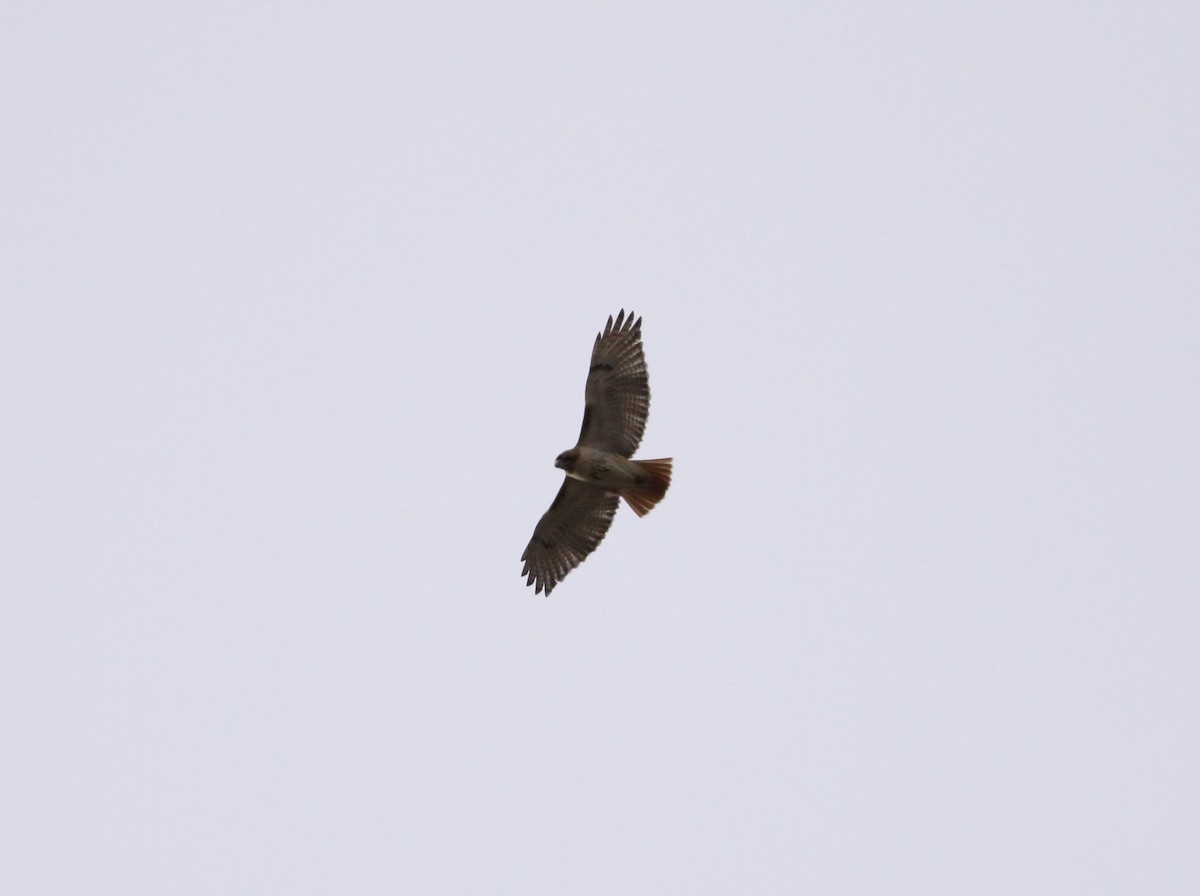 Red-tailed Hawk - ML24554281