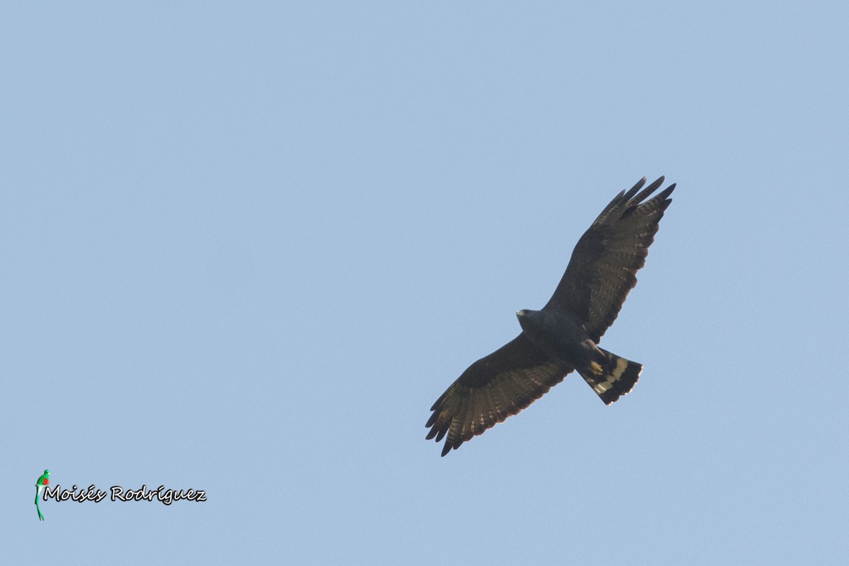 Zone-tailed Hawk - Moises Rodriguez