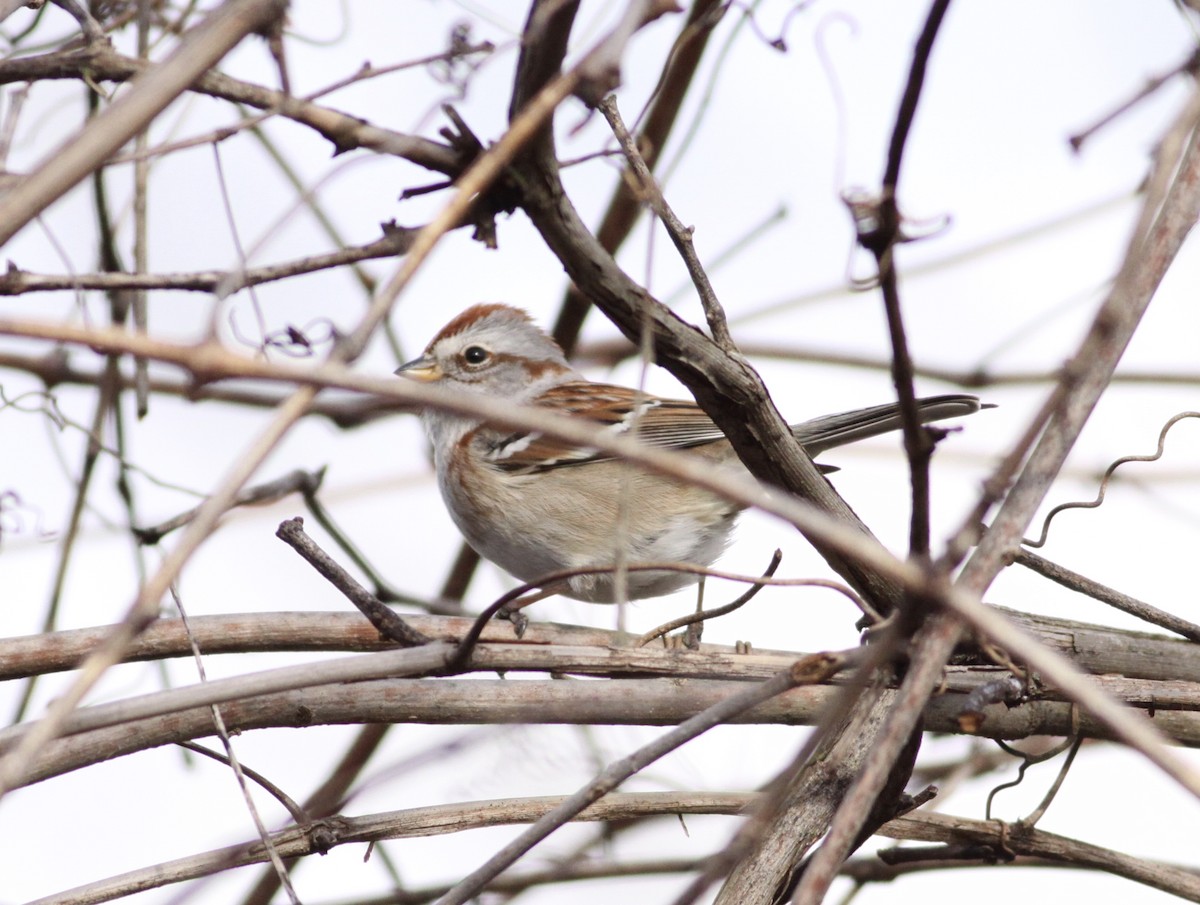 American Tree Sparrow - ML24554381