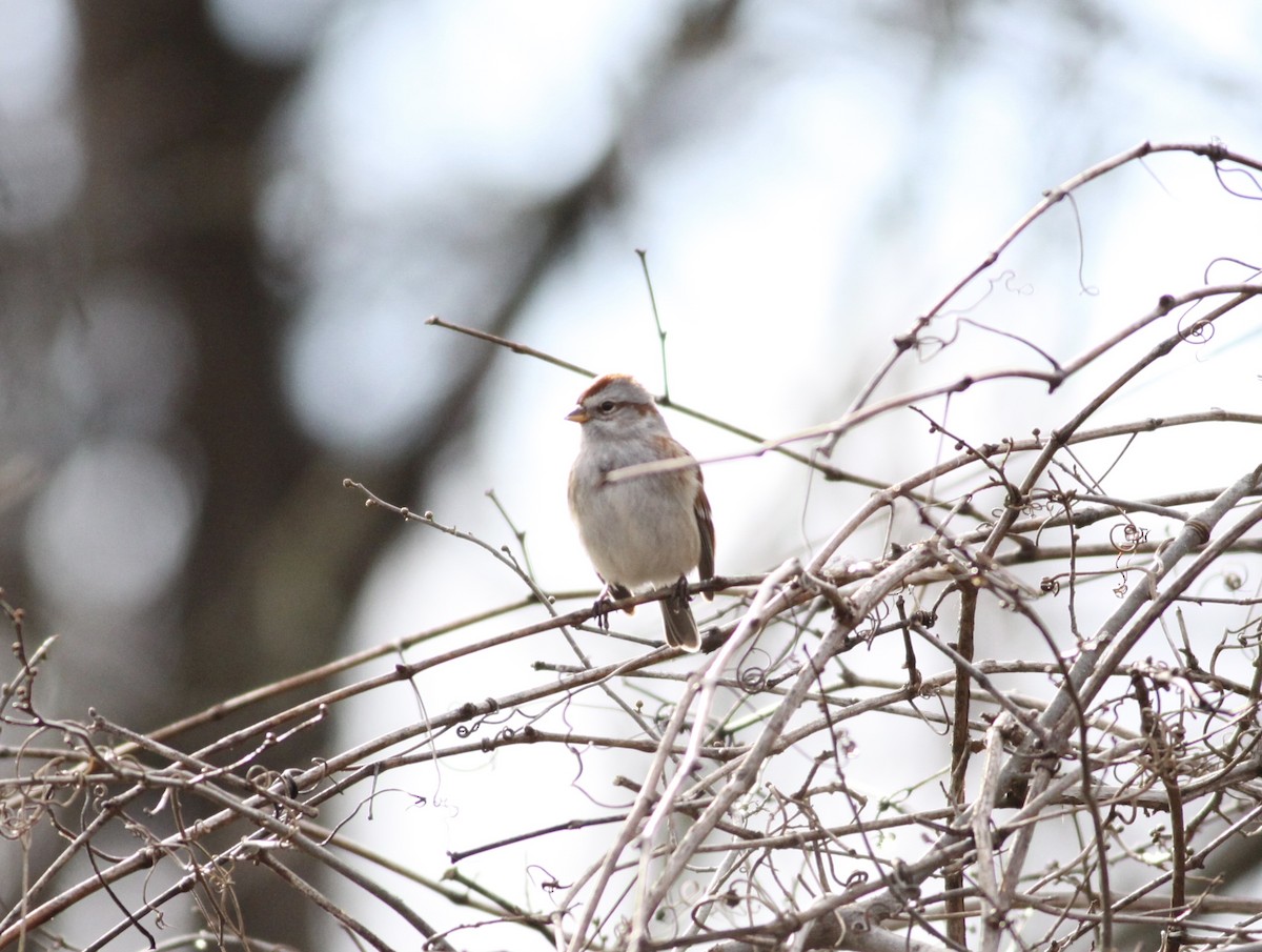 American Tree Sparrow - ML24554391
