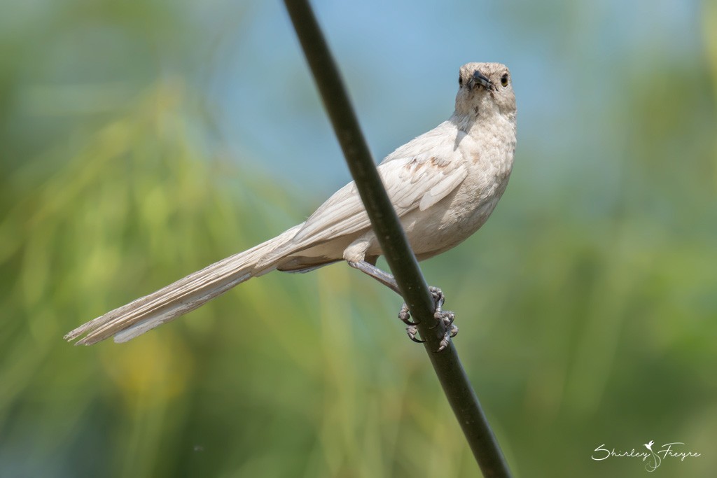 Long-tailed Mockingbird - ML245546351