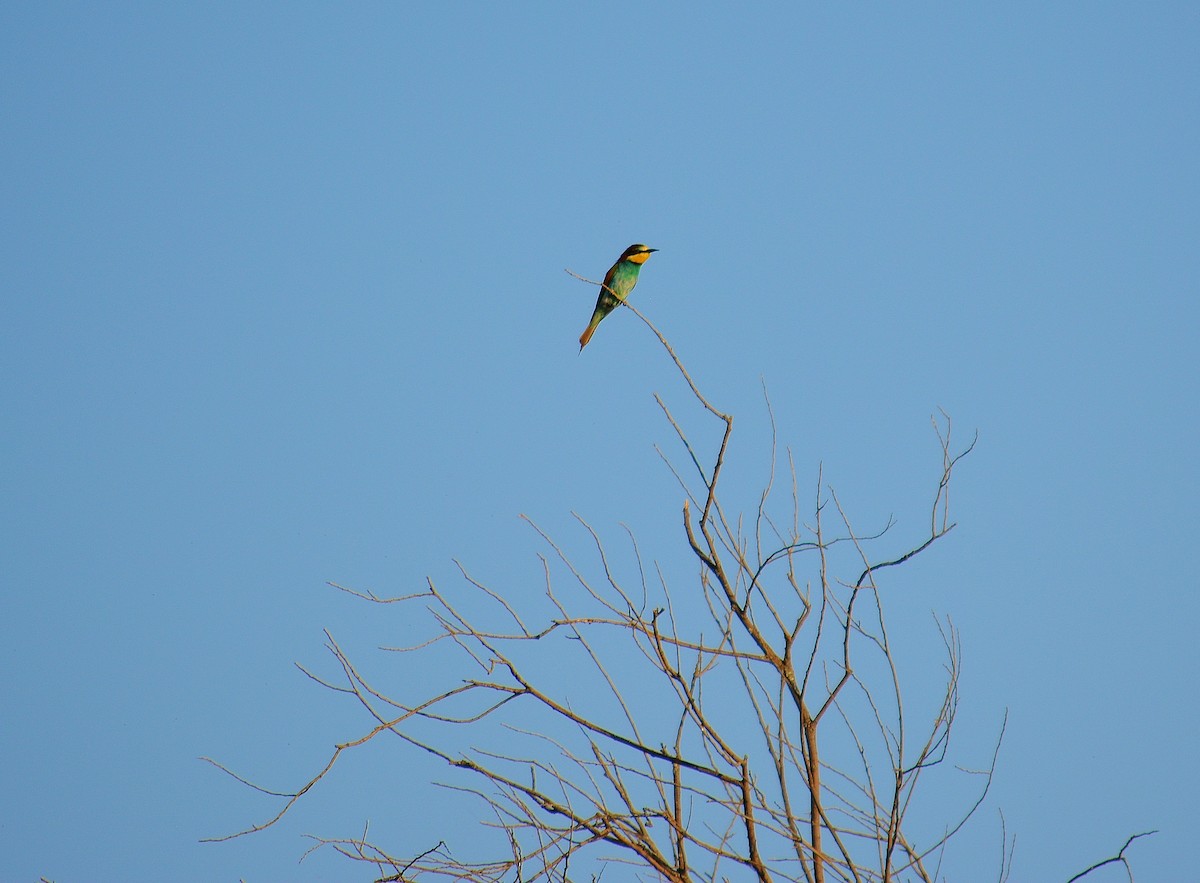 European Bee-eater - ML245547661