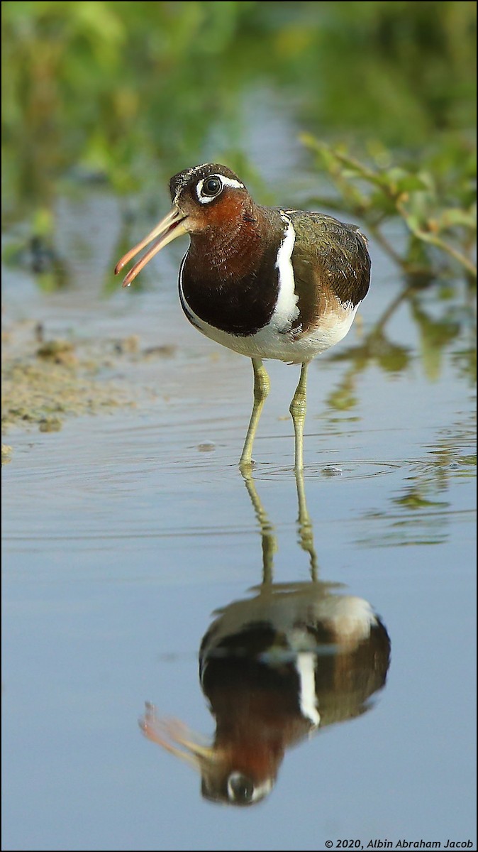 Greater Painted-Snipe - ML245554451