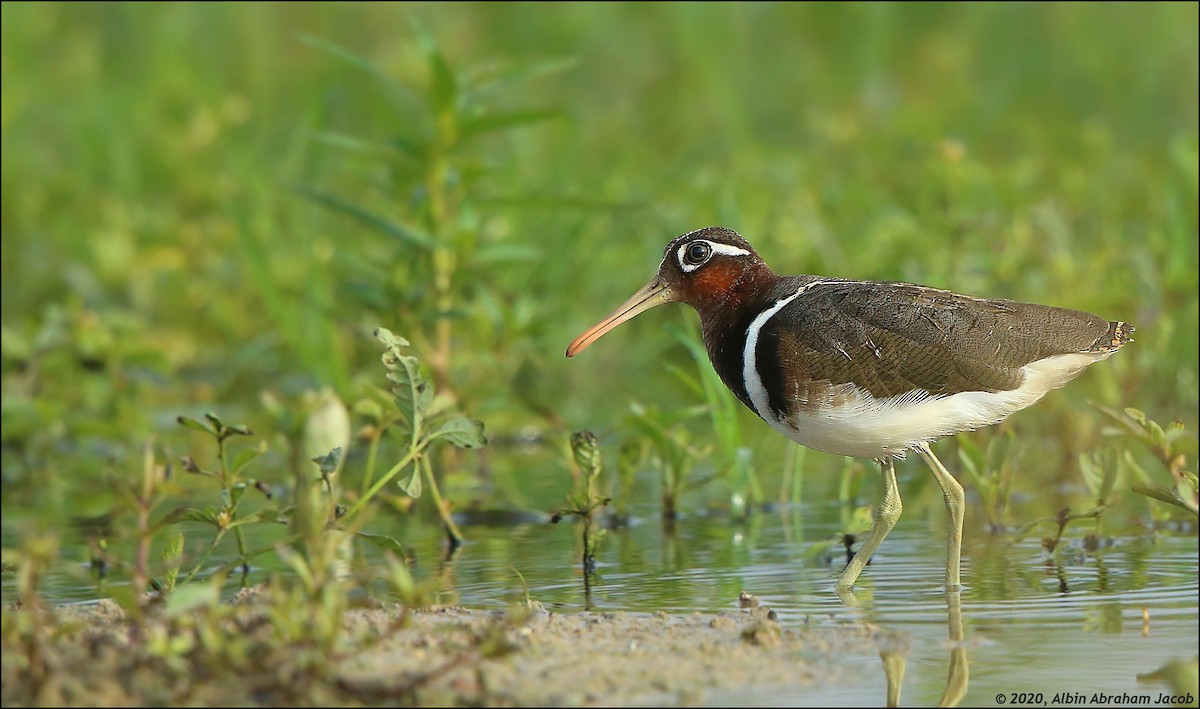 Greater Painted-Snipe - Albin Jacob
