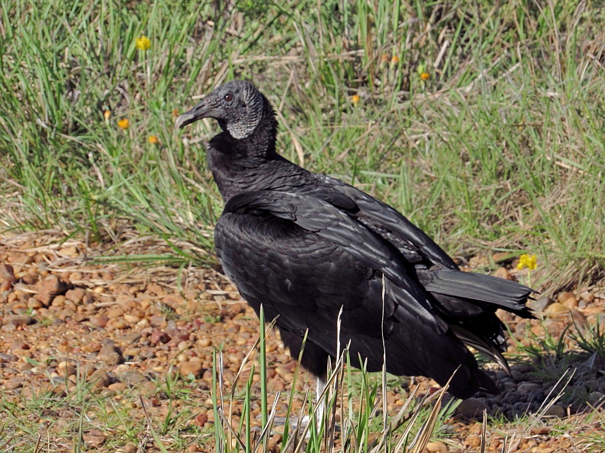 Black Vulture - ML245555911