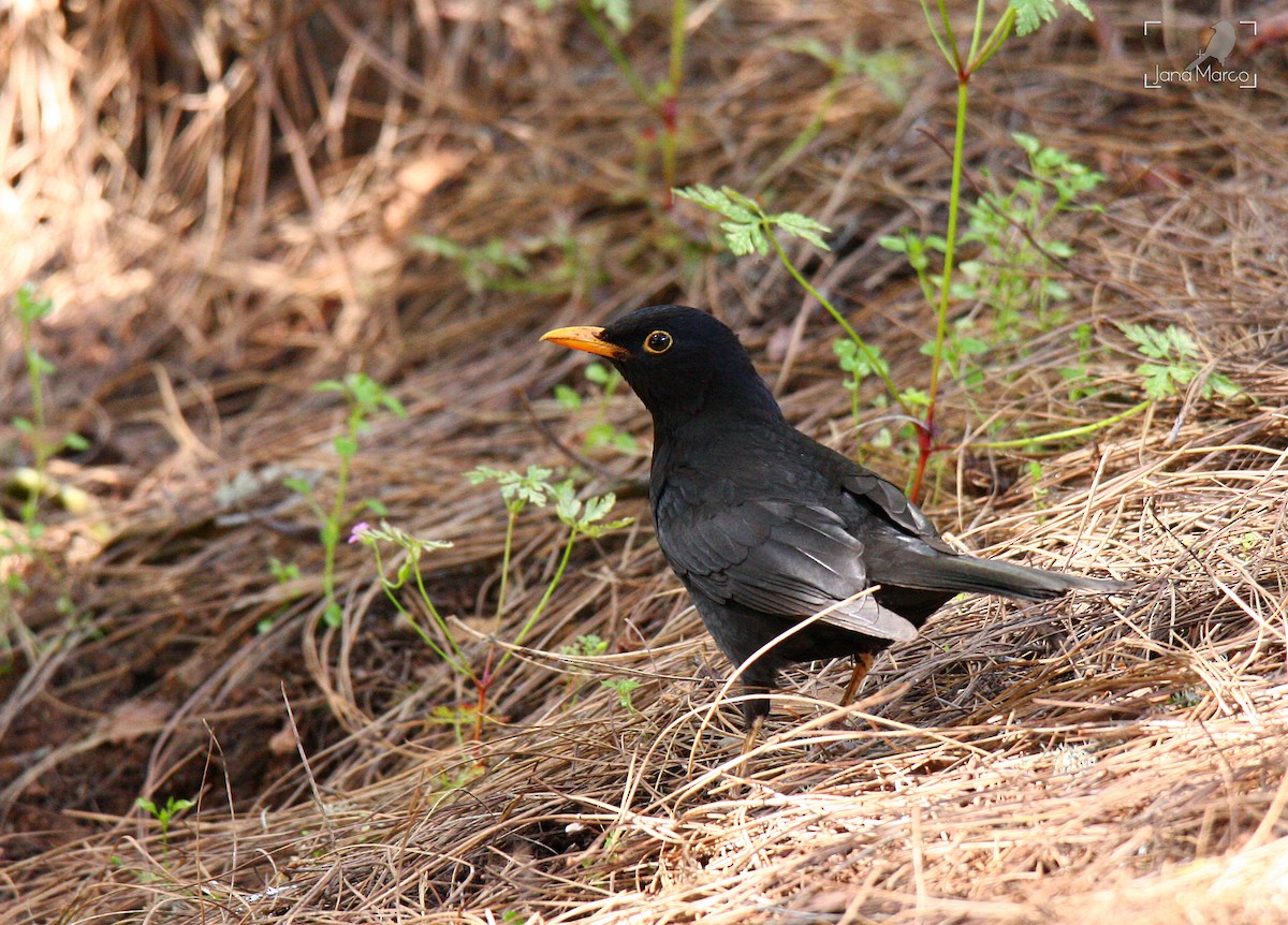 Eurasian Blackbird - ML245556631