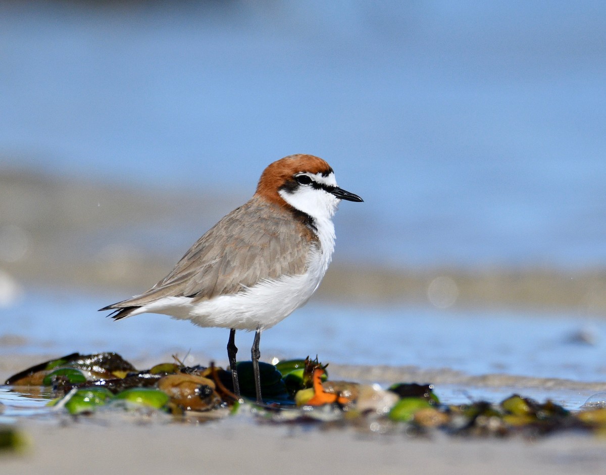 Red-capped Plover - ML245556861