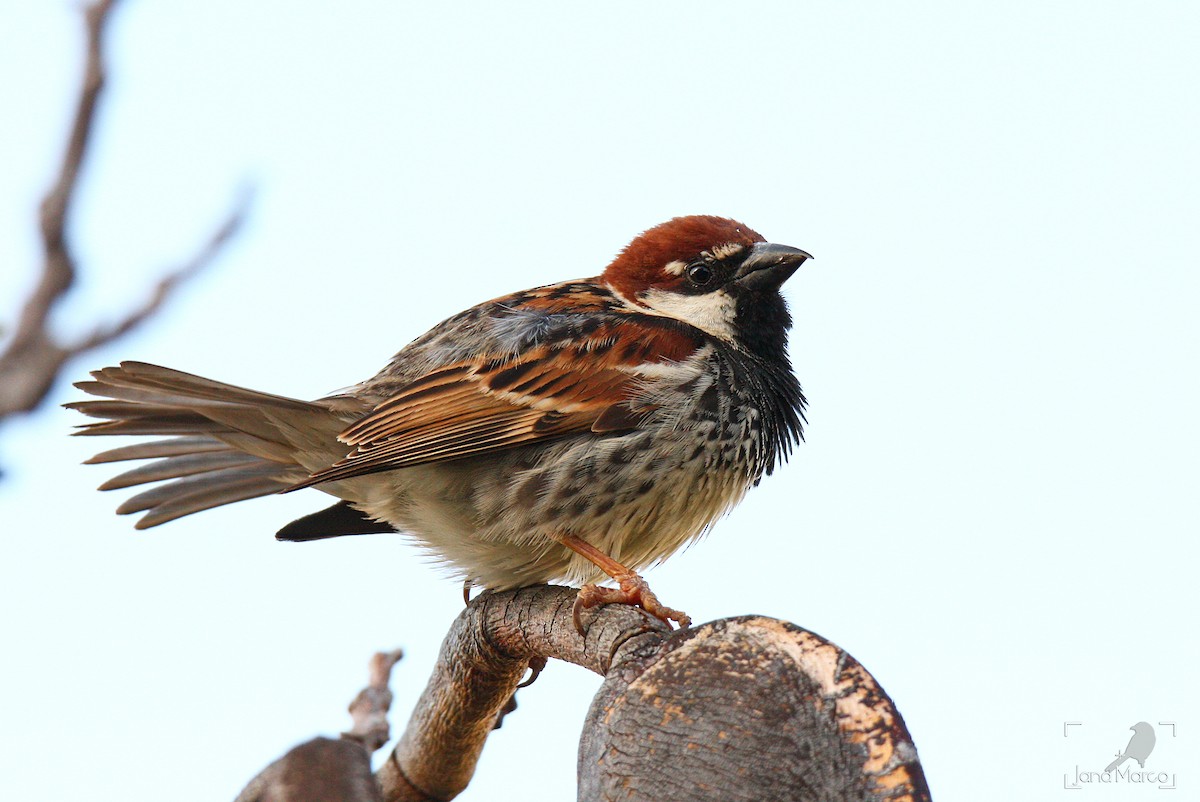 Spanish Sparrow - ML245556961