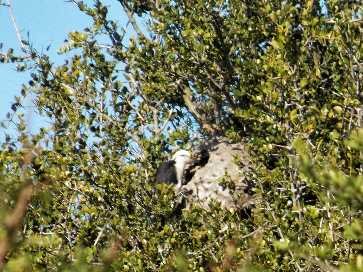 White Woodpecker - ML245558221