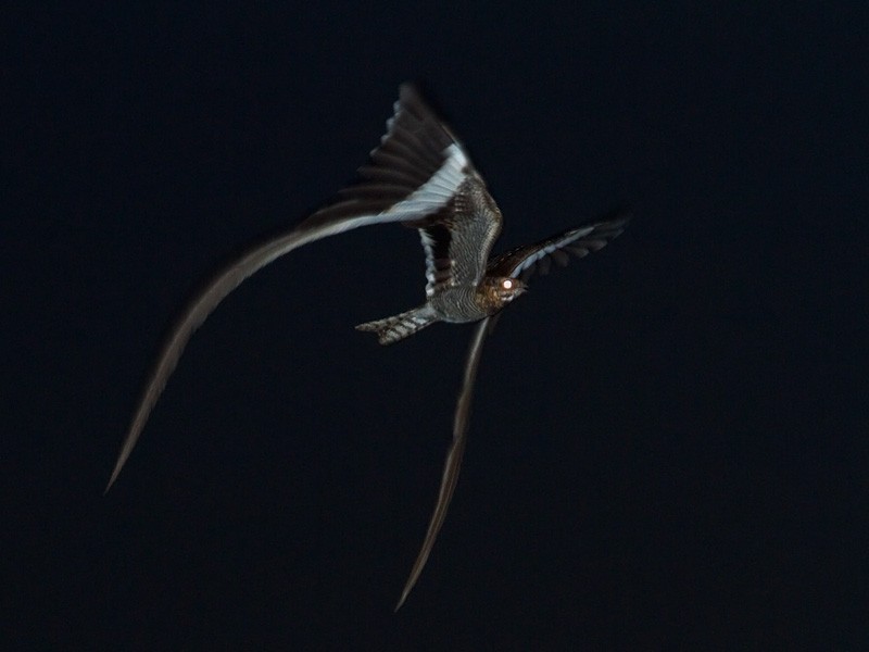 Pennant-winged Nightjar - ML245559041
