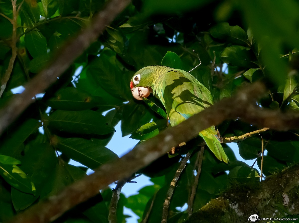 Puerto Rican Parrot - Benny Diaz