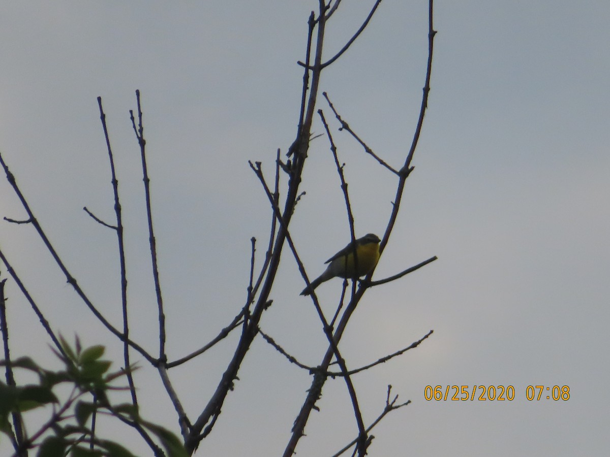 Yellow-breasted Chat - ML245563781