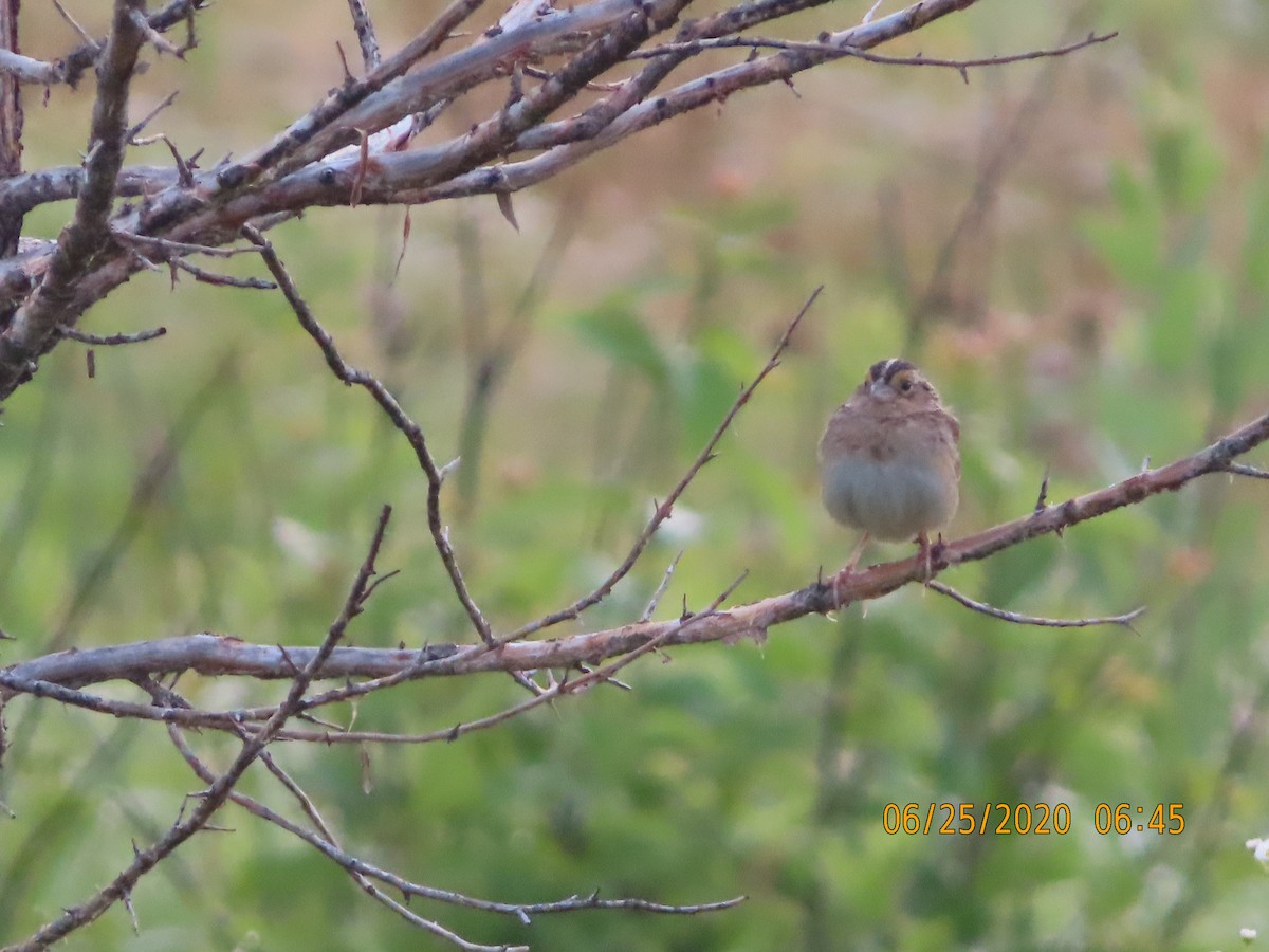 Grasshopper Sparrow - ML245563881