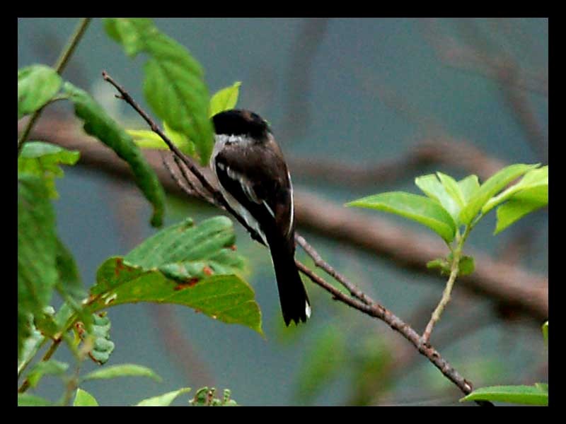 Bar-winged Flycatcher-shrike - Vinod Gupta
