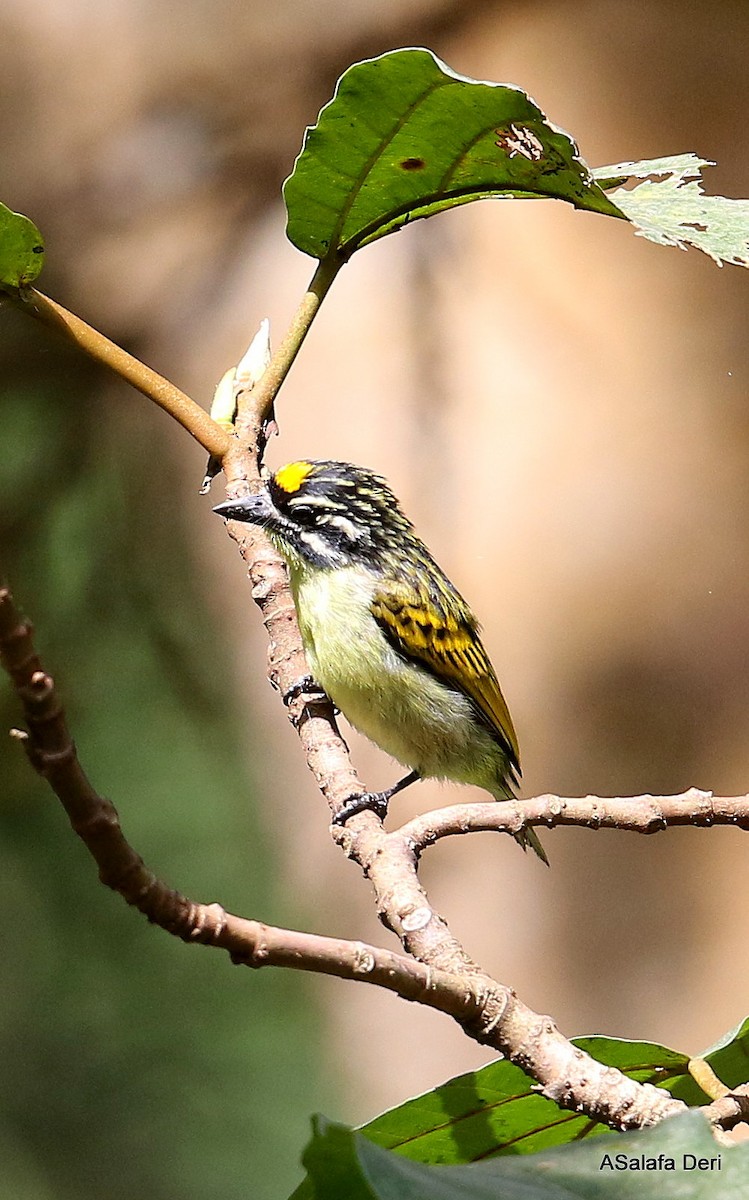 Yellow-fronted Tinkerbird - ML245568861