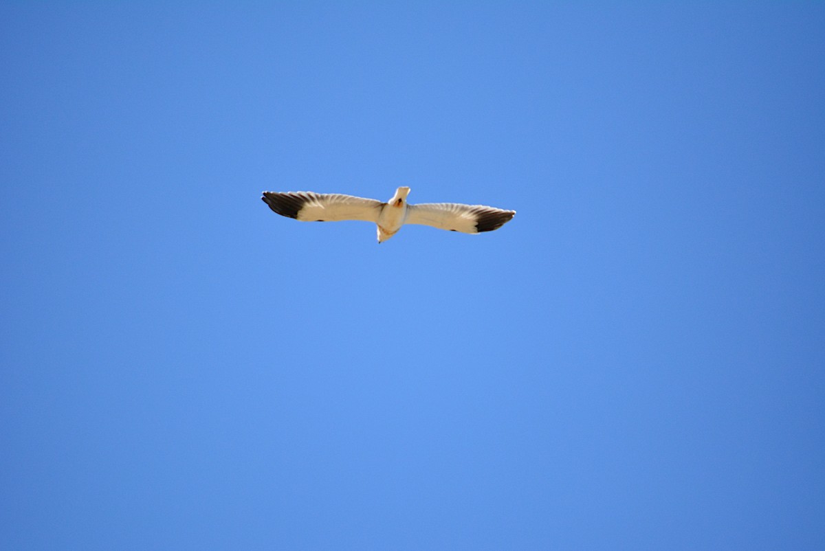 Black-winged Kite - ML245568921