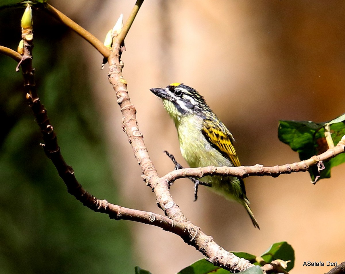 Yellow-fronted Tinkerbird - ML245569281