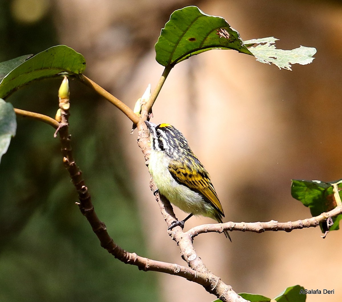Yellow-fronted Tinkerbird - ML245569291
