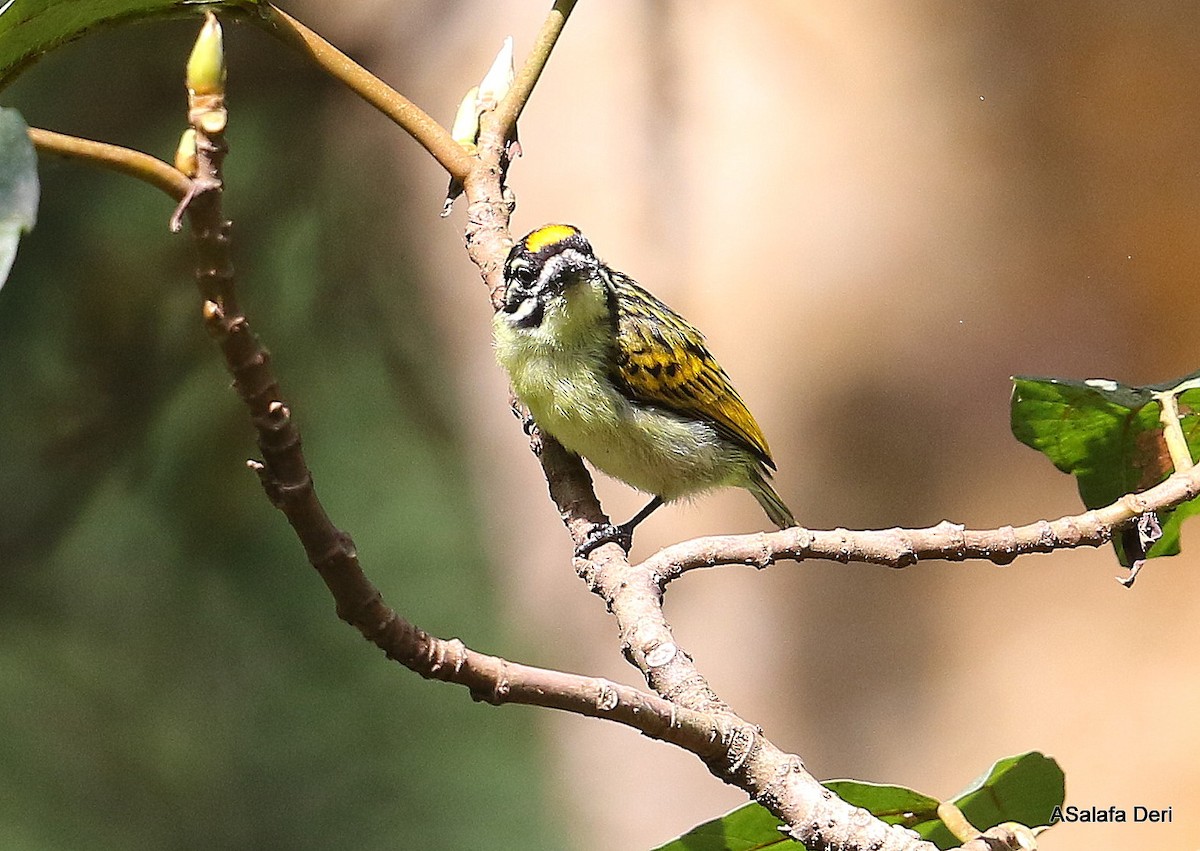 Yellow-fronted Tinkerbird - ML245569301