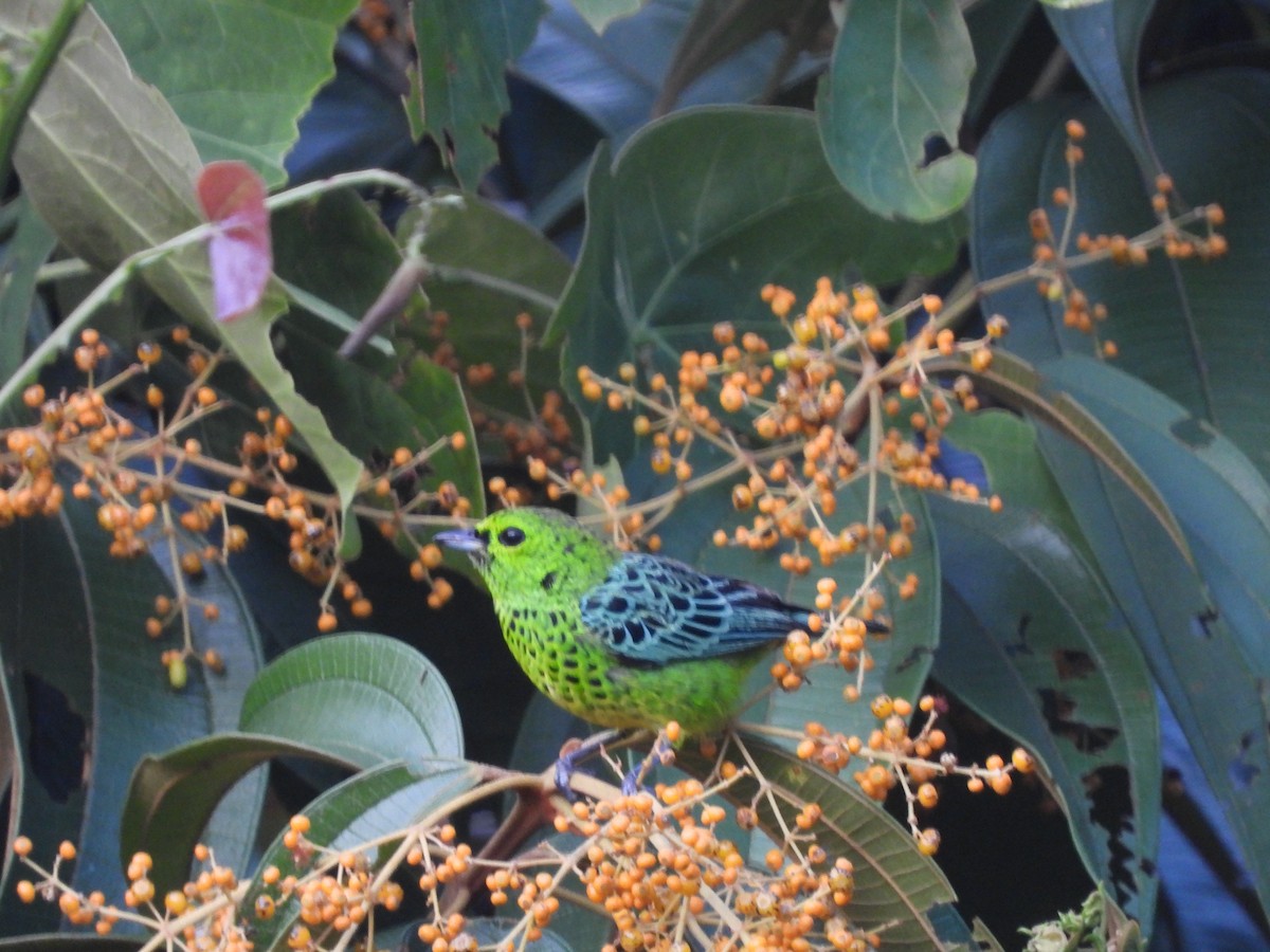 Yellow-bellied Tanager - ML245570881