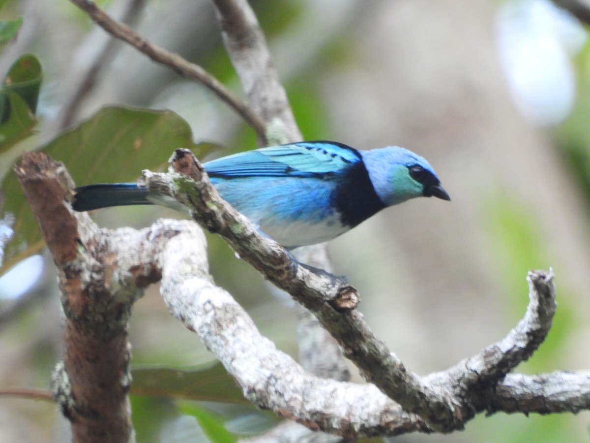 Masked Tanager - ML245570941
