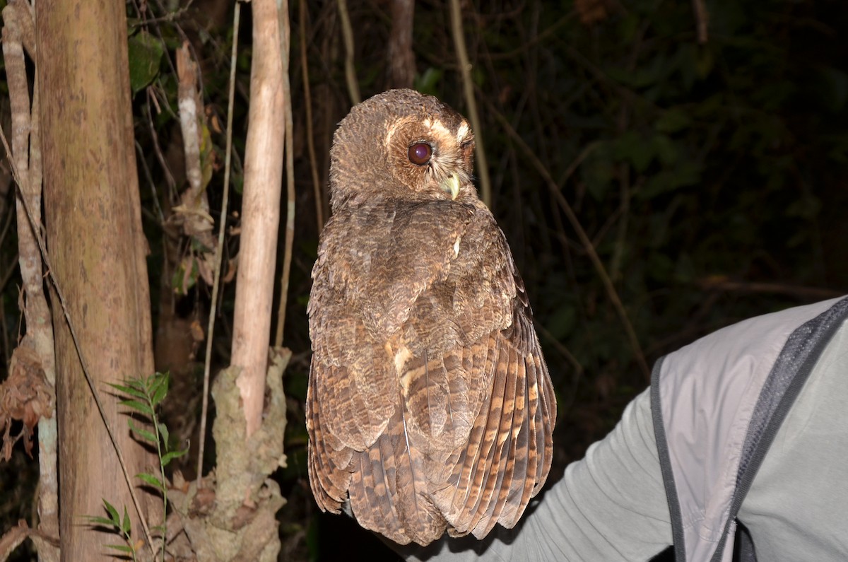 Mottled Owl (Amazonian) - ML245576721