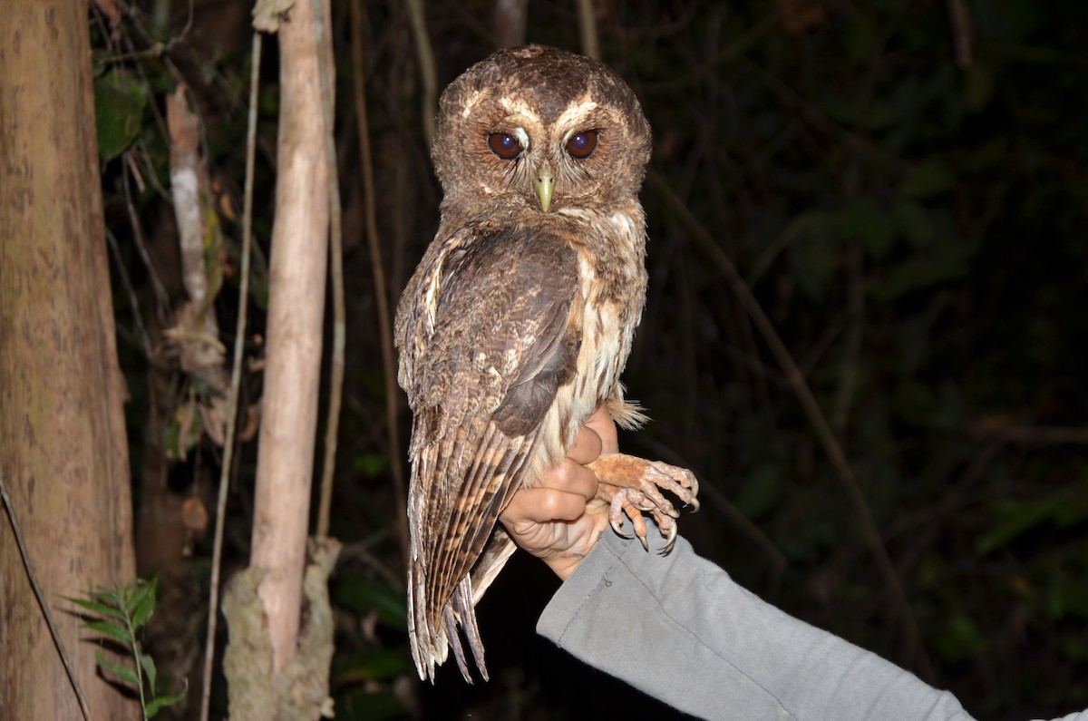 Mottled Owl (Amazonian) - ML245576731