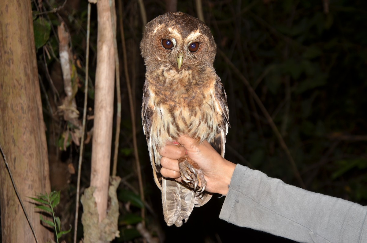 Mottled Owl (Amazonian) - ML245576741