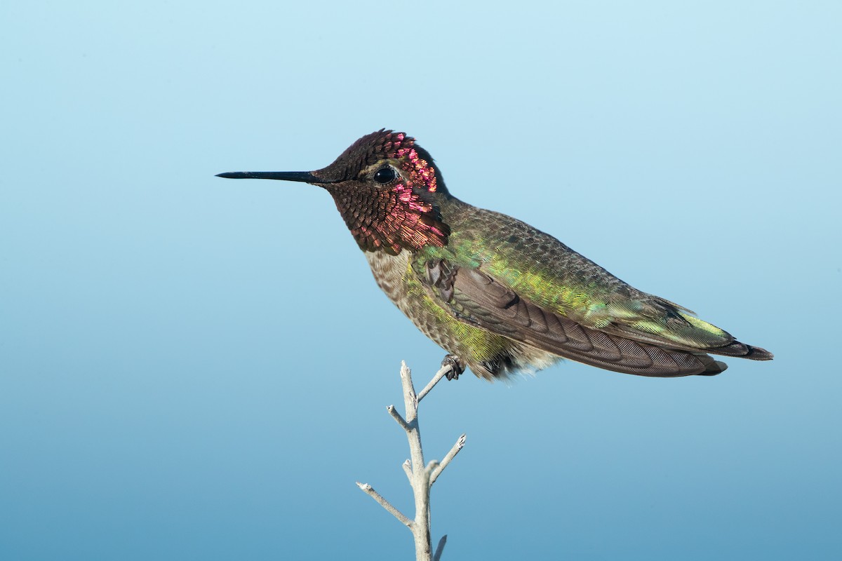 Anna's Hummingbird - Dorian Anderson