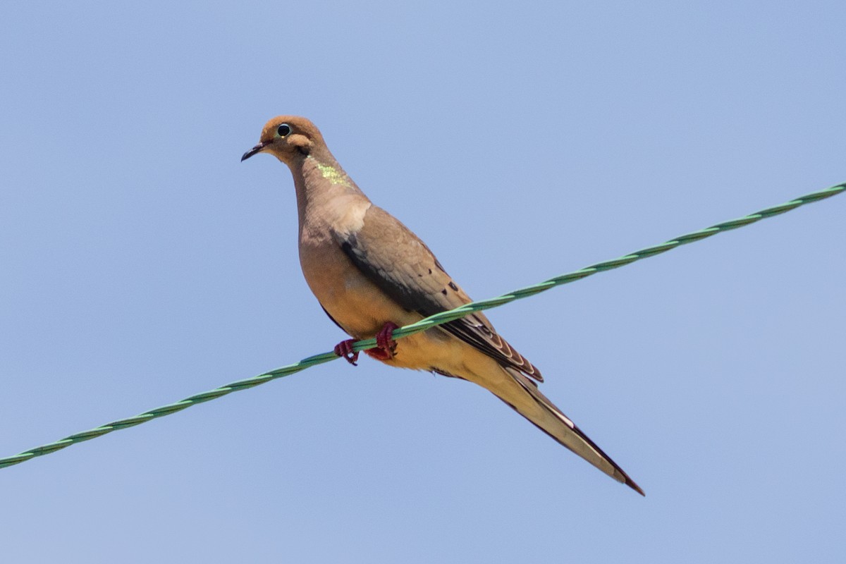 Mourning Dove - Timothy Graves