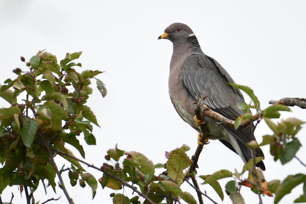 Band-tailed Pigeon - ML245580641