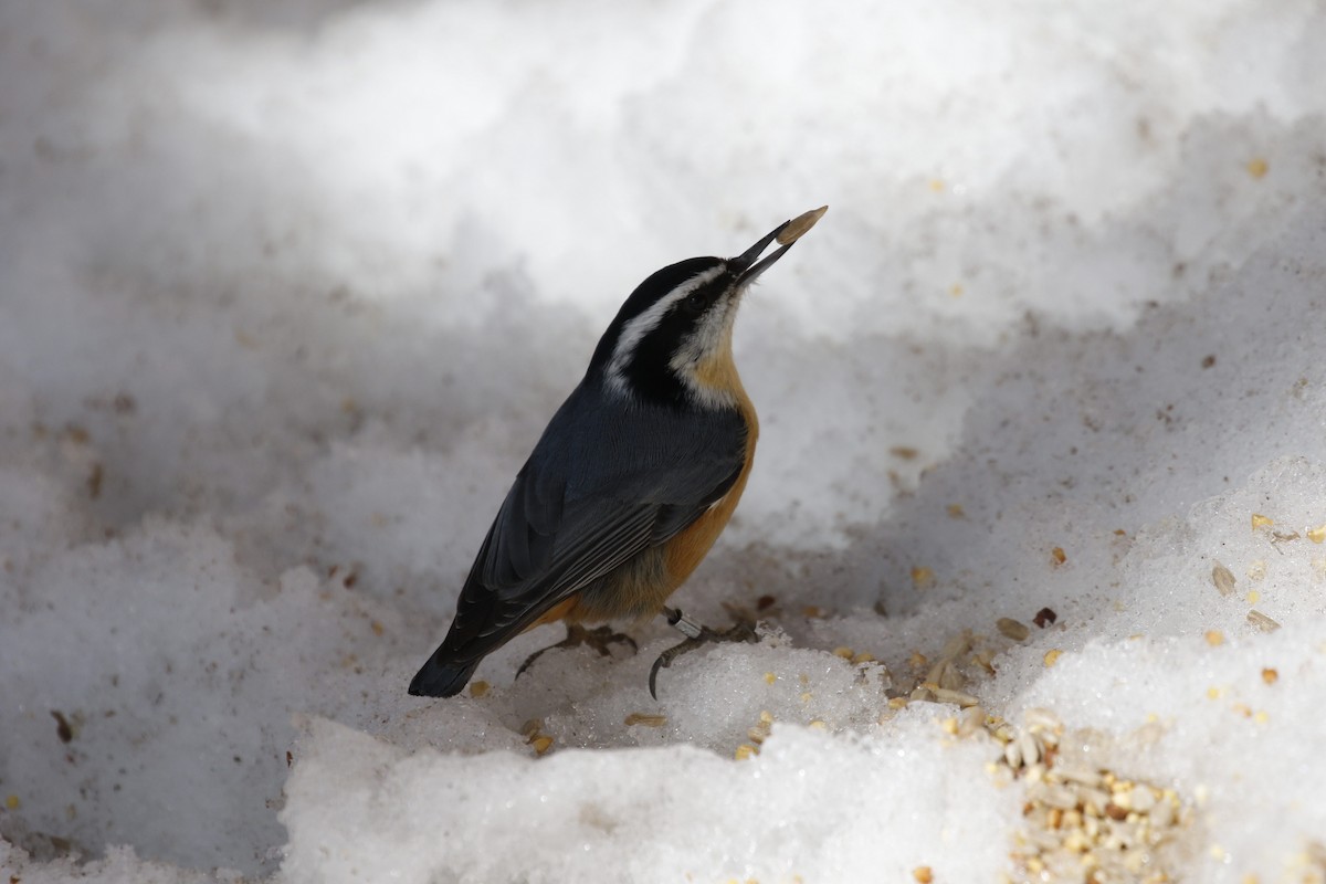 Red-breasted Nuthatch - ML24558201