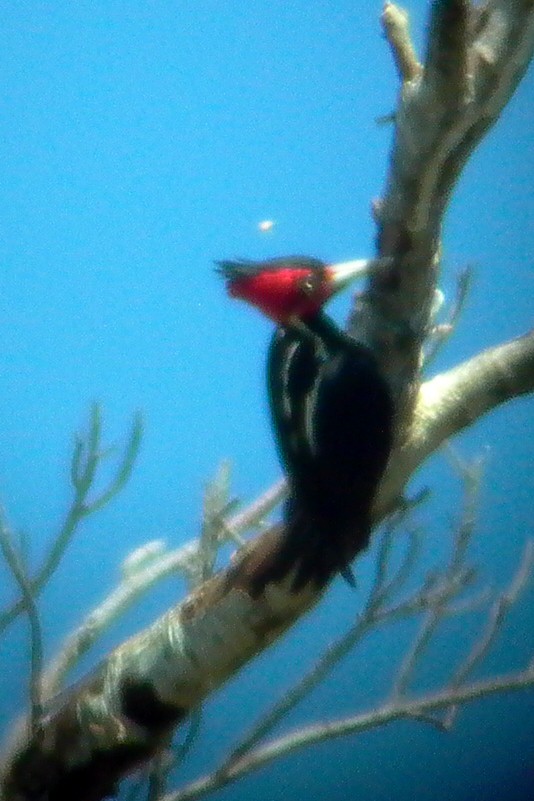 Pale-billed Woodpecker - ML24558221